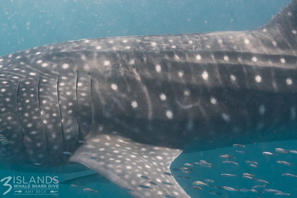 126b8d4c-4834-4c96-8d38-7a05c8152cf1