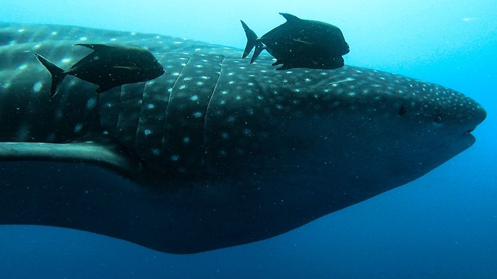 2e18c326-5d19-4de7-ac73-935c20a64222