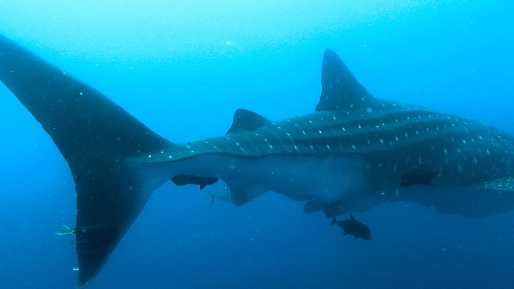 2e18c326-5d19-4de7-ac73-935c20a64222