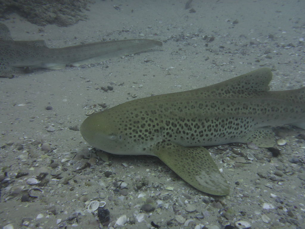 528df9b4-3d45-486c-a697-a05024894813