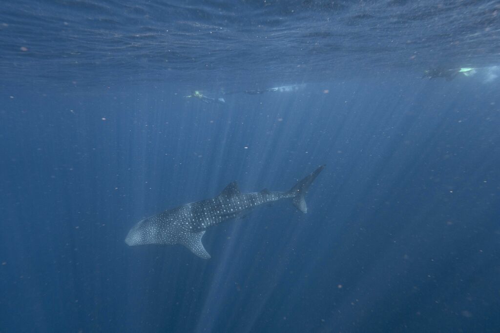 6526bf0d-6917-4eb9-9011-e36874d0ee4b