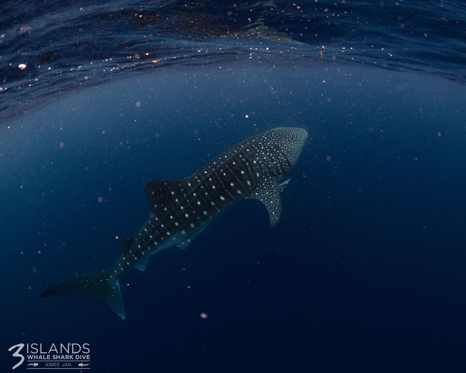 4e3bfe94-cfe4-4a1b-90d7-7ea09b7f001f