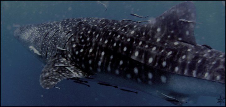 97bacdce-8f02-4d78-a916-480485b8311b