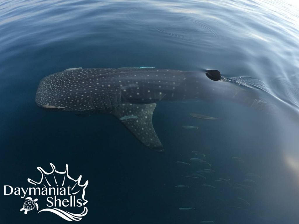 1408d3b1-65f8-4a0d-bb81-deef04783f83