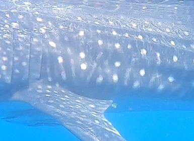 96d0478e-deec-460b-9eaa-267cece47ba5