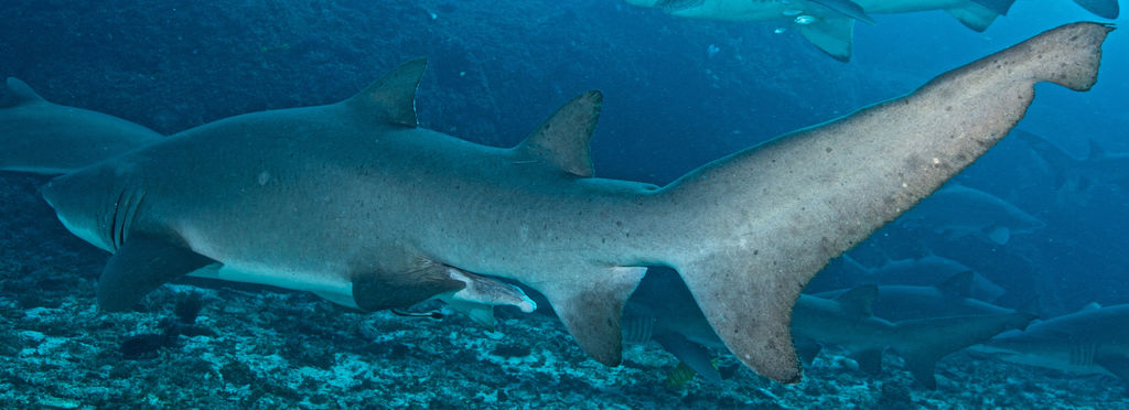 130a71fd-3b8c-4a43-a28d-3347dce1e343