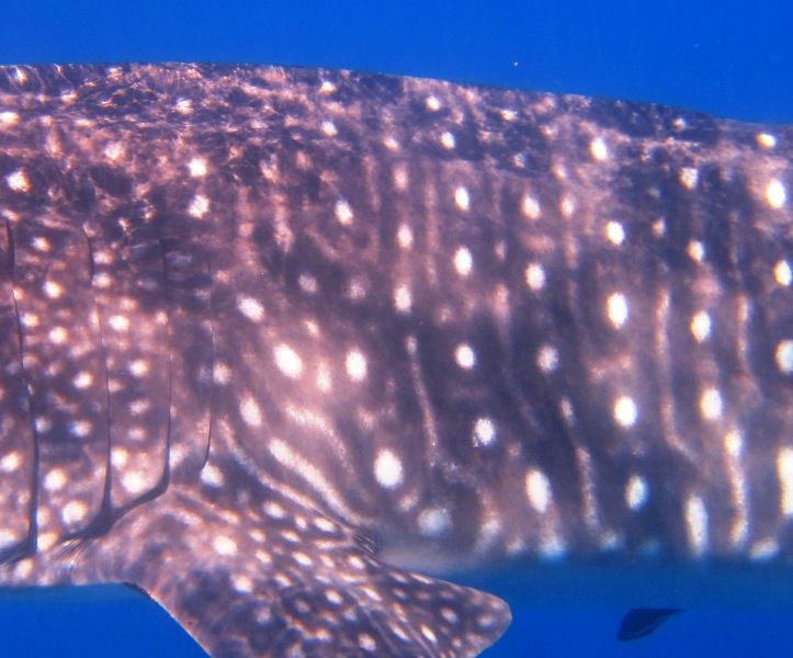 c4e685c8-12ca-46a8-bf5d-9381b973de9f