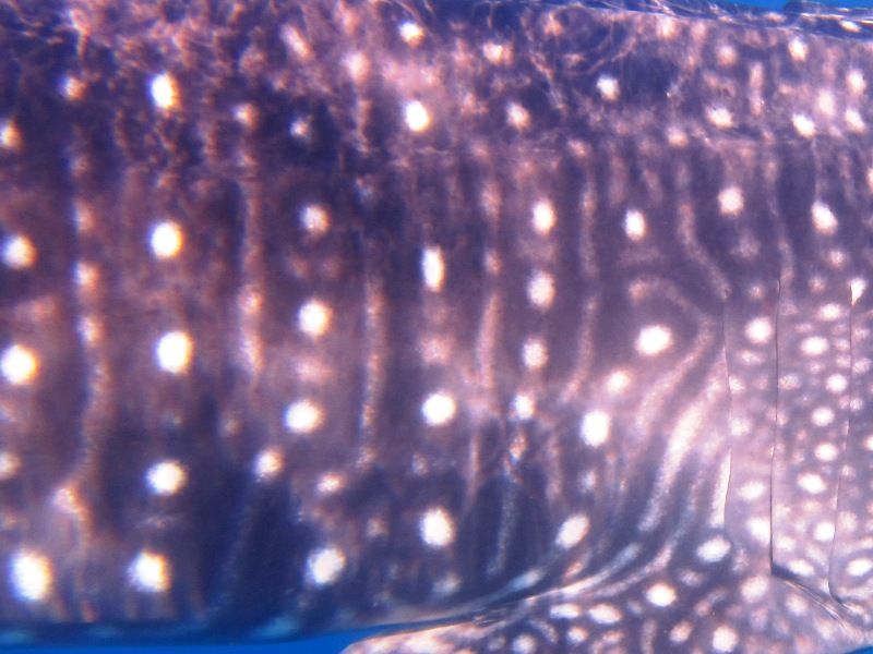 c4e685c8-12ca-46a8-bf5d-9381b973de9f