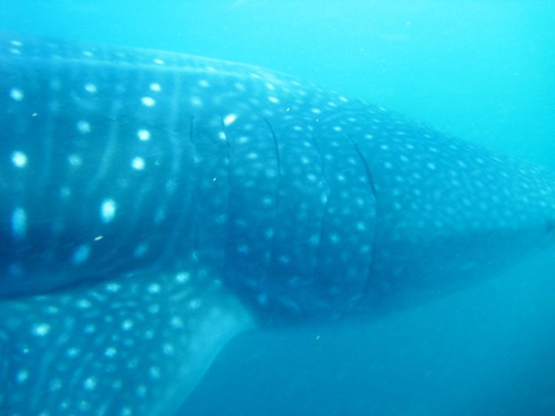 77d0a576-e61d-4e62-903e-b23914369d5f