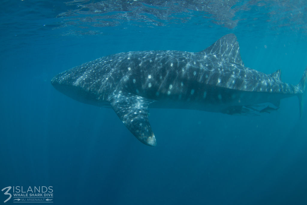 46fe5d29-4cd2-4bab-9df4-e3c1af4da1f0