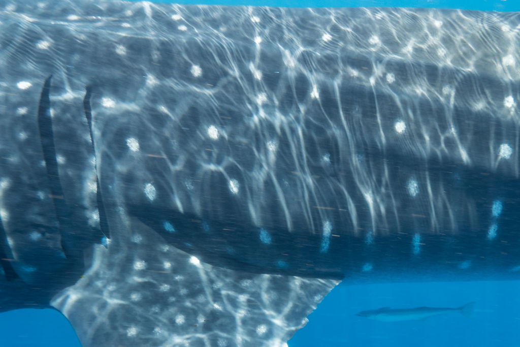 f4944628-20da-4e3b-9388-0d38386536c9