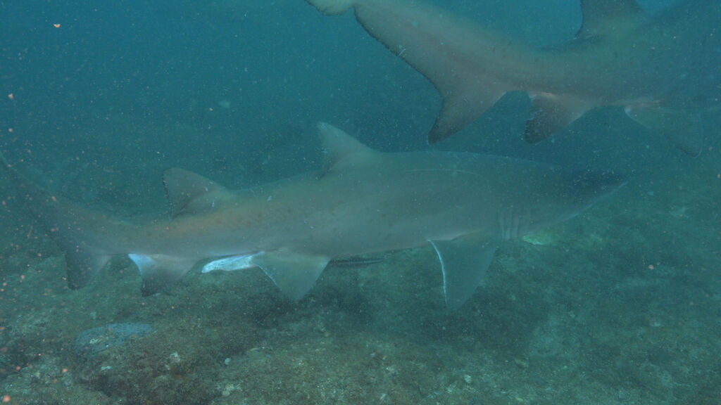 1f8a3f8a-08ed-43f0-a56e-f41f0c906584