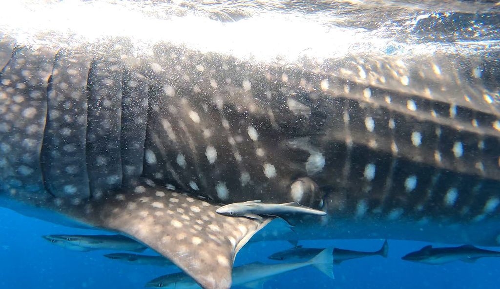 0a438a3d-269a-4889-ab57-271ab9bd7965