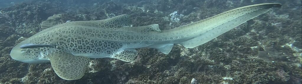 c52e63a0-ccf6-4dd7-9f68-f690342f7a41