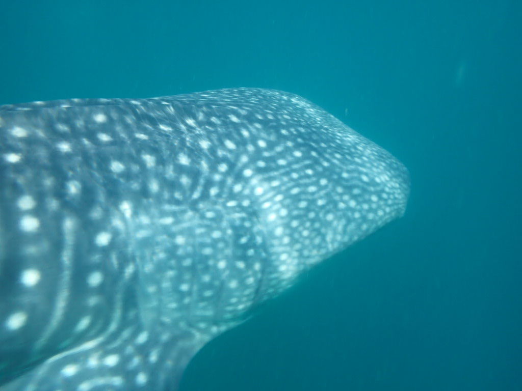 51b3e0b4-9e61-469a-8274-6d8352aaeffb