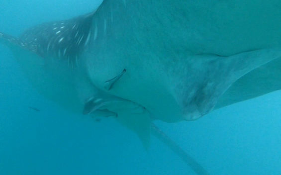 8f7f15af-0827-4cd5-bc62-fbed67a83b89