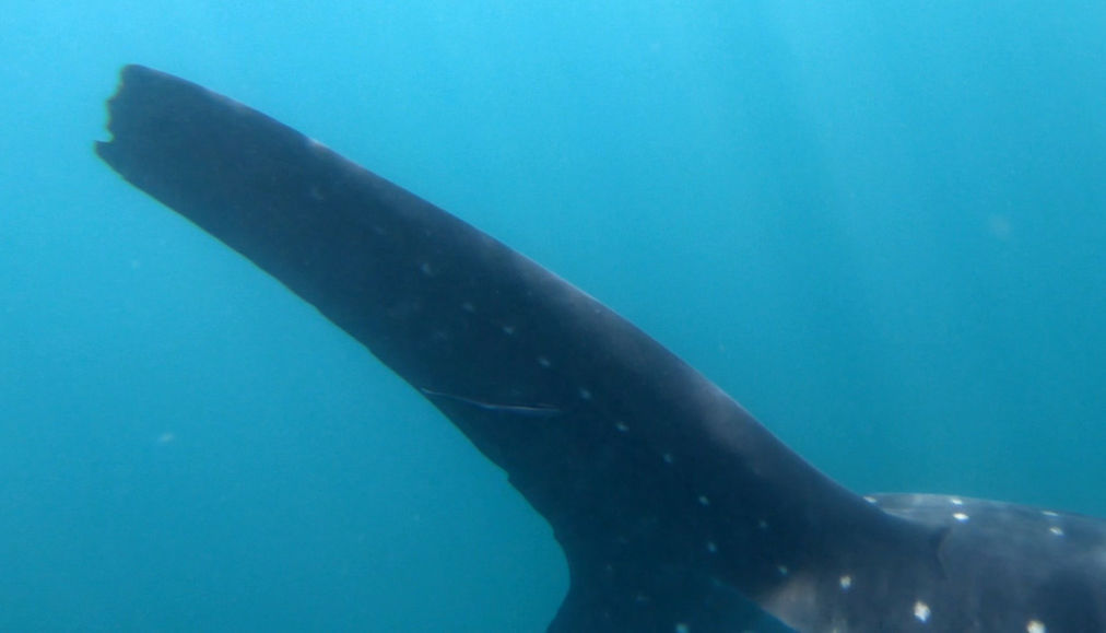 8f7f15af-0827-4cd5-bc62-fbed67a83b89