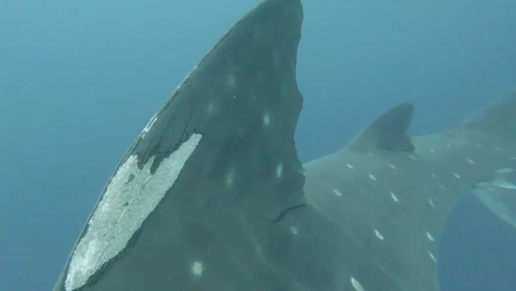 dca0c48a-1578-4c28-9e31-830a5c83c84b