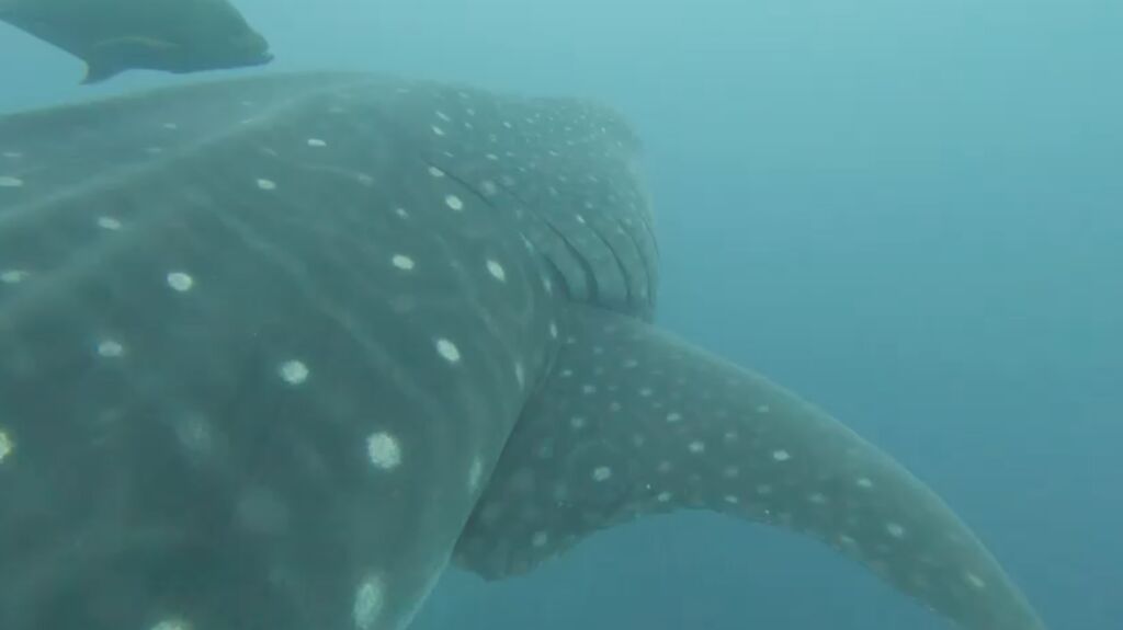 dca0c48a-1578-4c28-9e31-830a5c83c84b