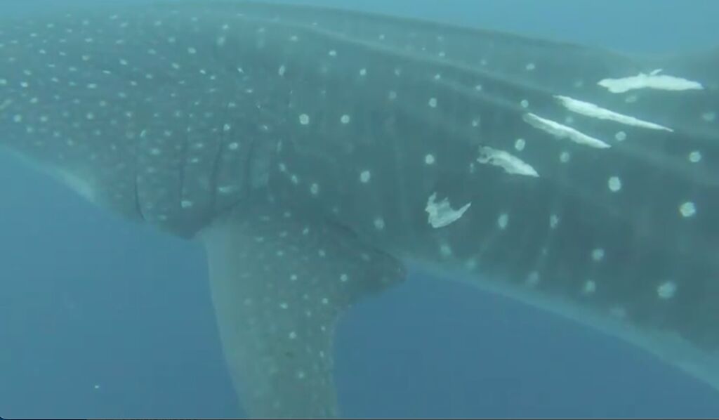 dca0c48a-1578-4c28-9e31-830a5c83c84b