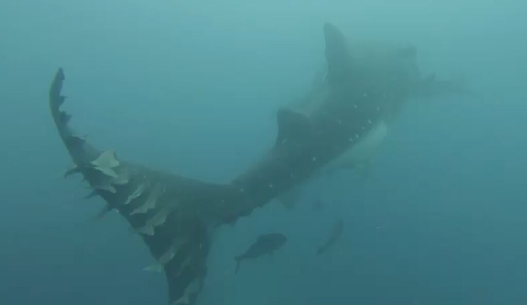 dca0c48a-1578-4c28-9e31-830a5c83c84b