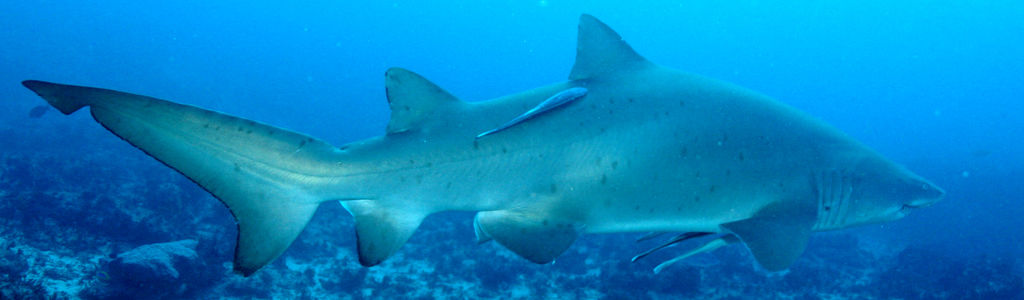 f52a0dae-5be0-413c-8b80-5fa5f956fcda