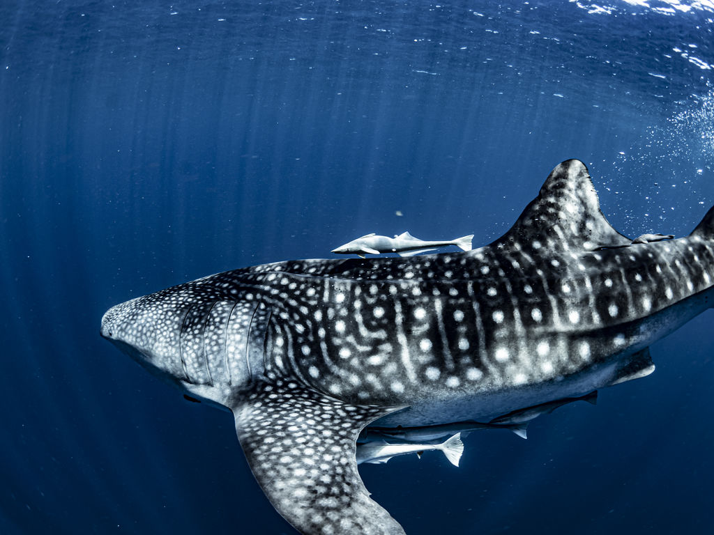 d24e37dd-3ae6-48a4-940a-2ab8cdbdec14