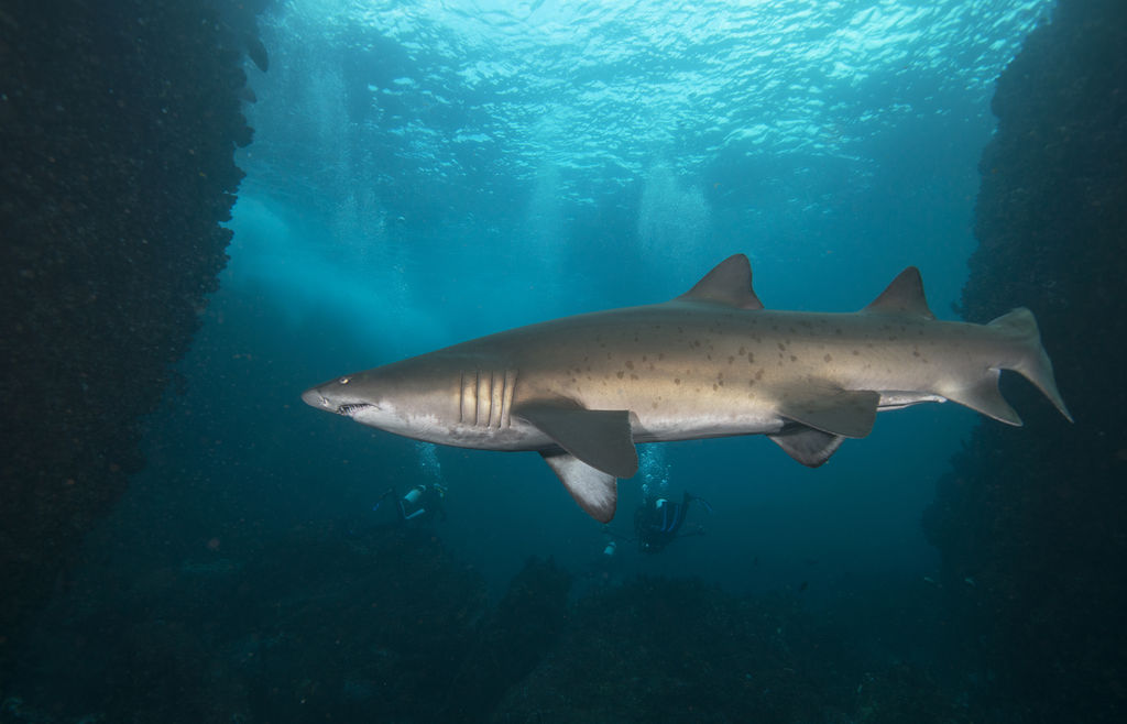 4e5321cd-9f1c-4142-a3ae-c3c22f6553dd