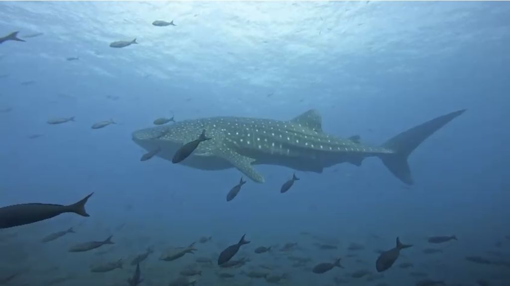 85d482a5-b292-44d7-9406-349783ac01ed