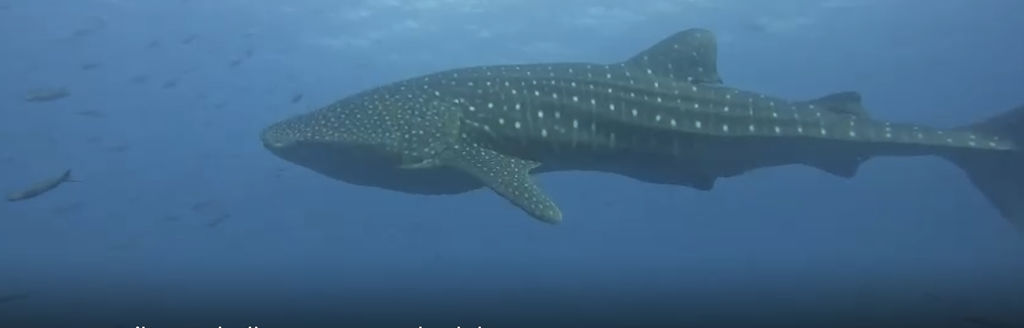 85d482a5-b292-44d7-9406-349783ac01ed