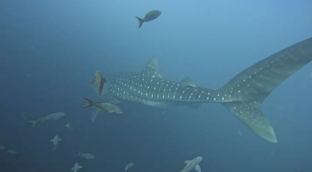 85d482a5-b292-44d7-9406-349783ac01ed