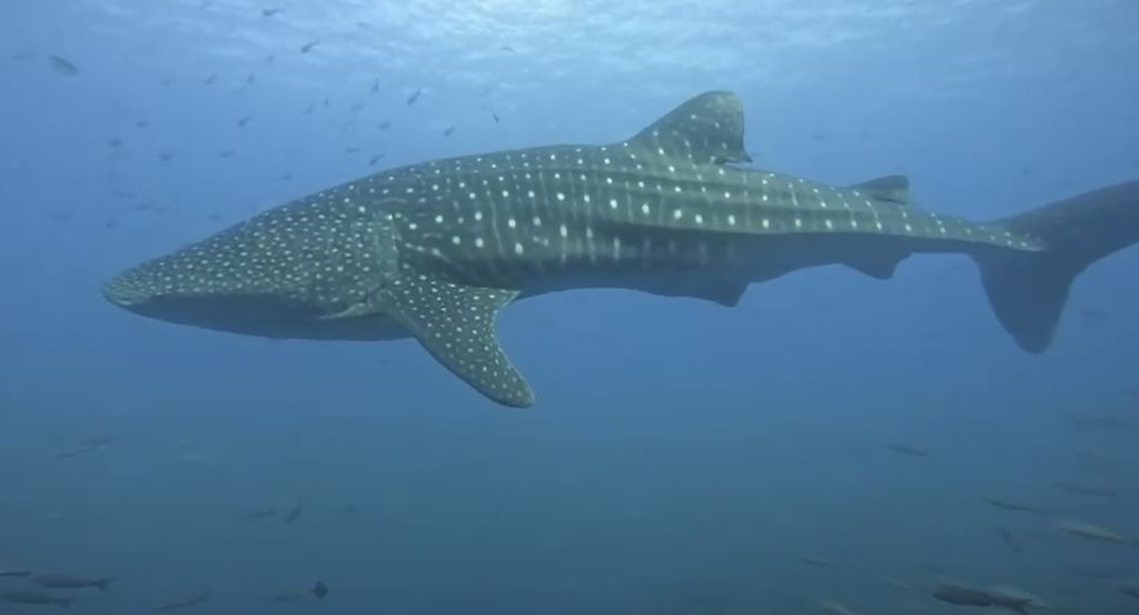 85d482a5-b292-44d7-9406-349783ac01ed