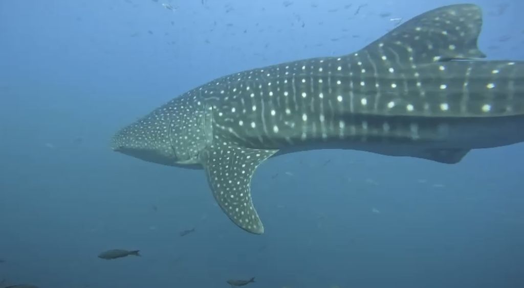 85d482a5-b292-44d7-9406-349783ac01ed