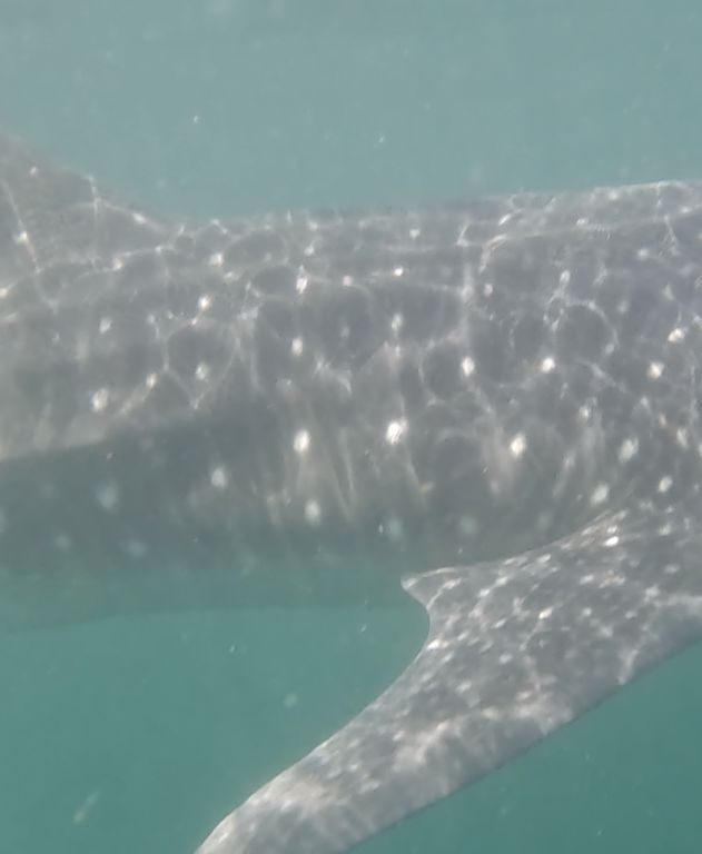 62d9731b-a51c-46e7-9030-acb54d671c96