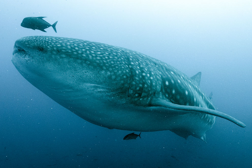 e9214e78-e9c9-47b5-8c19-7eee300d7daa