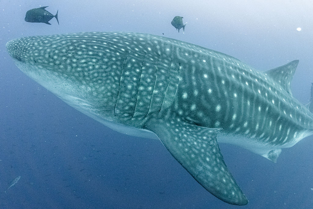 e9214e78-e9c9-47b5-8c19-7eee300d7daa