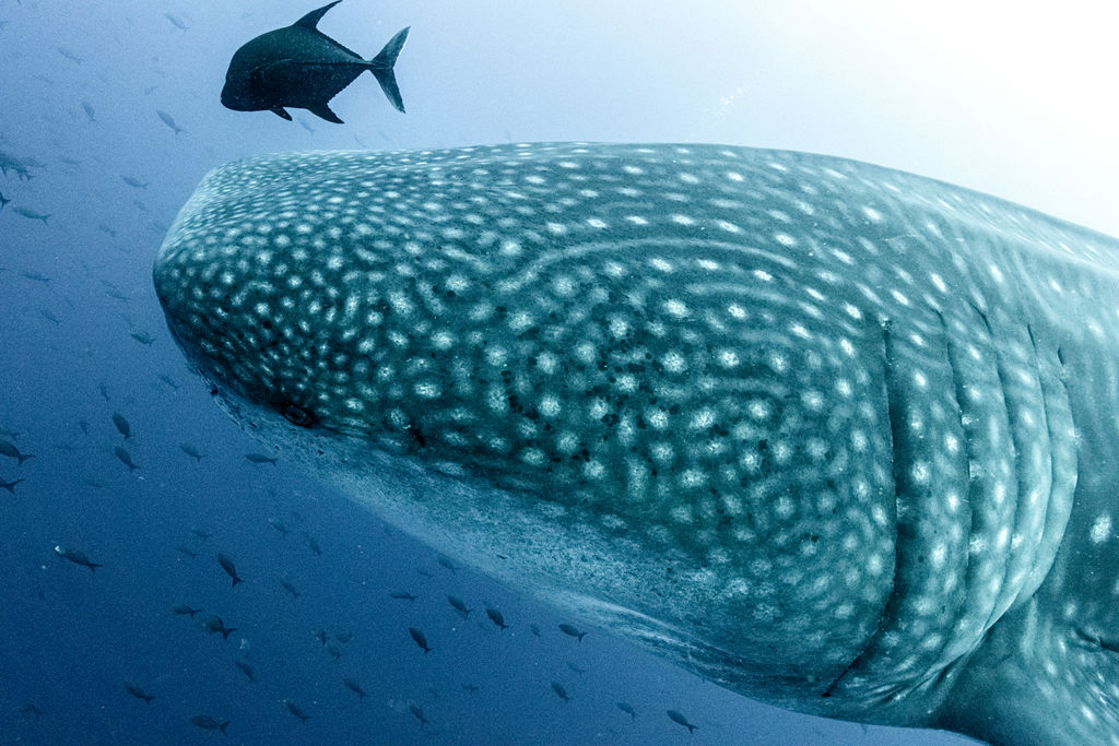 e9214e78-e9c9-47b5-8c19-7eee300d7daa