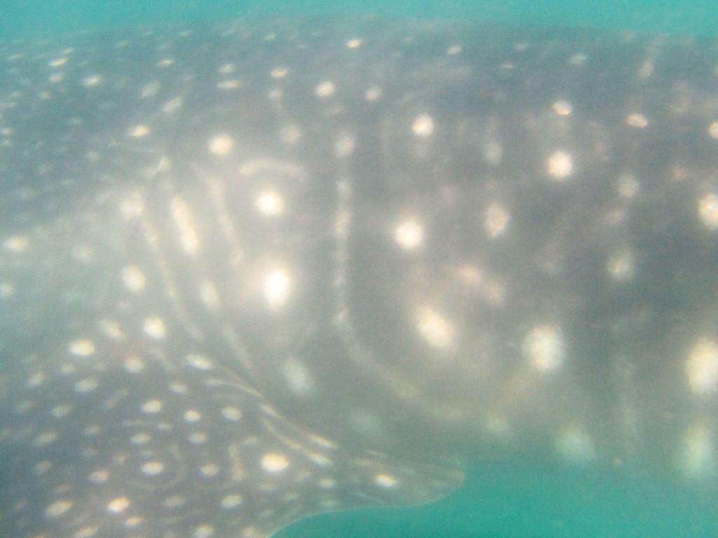 4f965dec-242f-43be-90ac-360476cd64e2