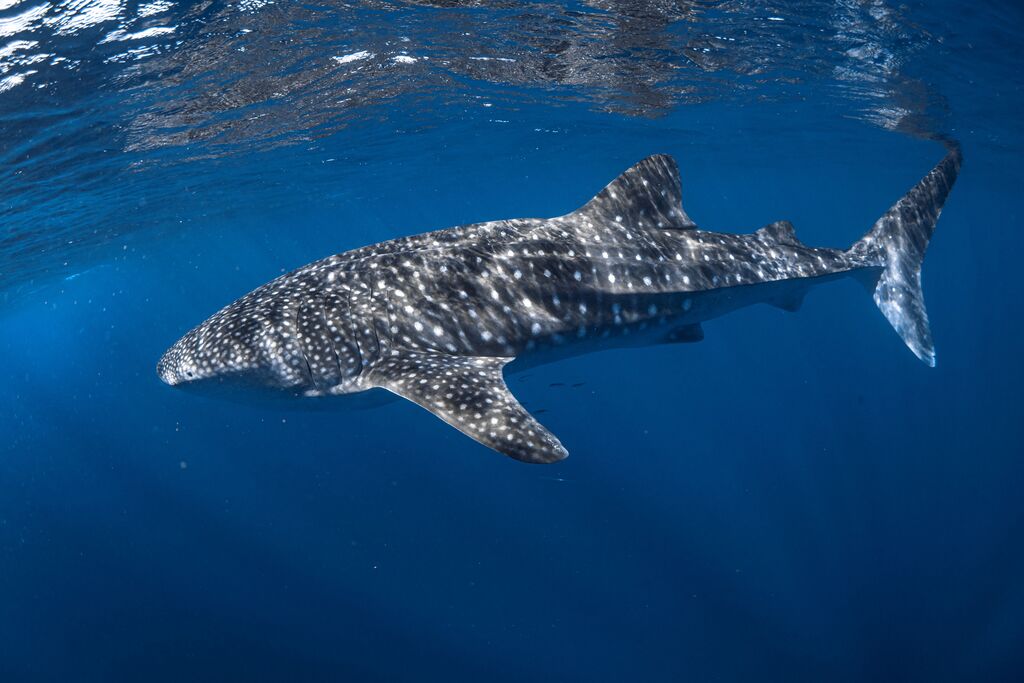 fd608ab1-ece4-4a27-9095-14b939967ea5