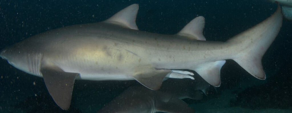 78ef8a7a-a531-496f-9d74-61da52c3797e