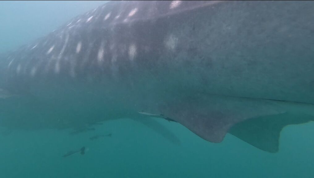 fac77967-5ca3-4035-97f6-f162f4928284