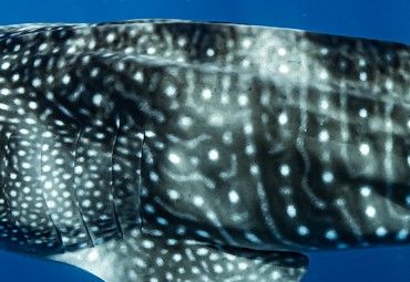 6e0b446b-b259-434a-b420-31a0829cead1