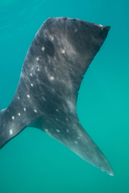 bea4cf11-e517-46cf-bf80-76ce60a1b683