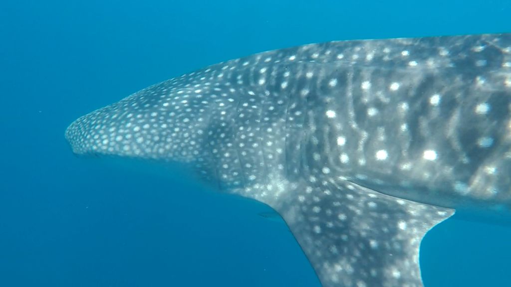 98c87c6f-10c1-4986-b52c-5f94d1c5999e