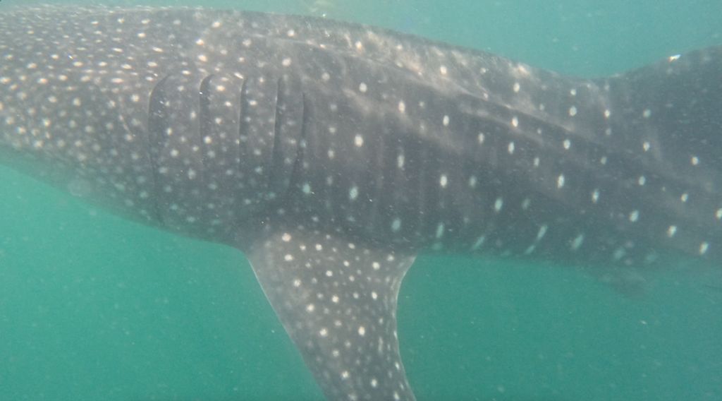 f03c36b4-06fd-4e81-8f49-02480fb0696f