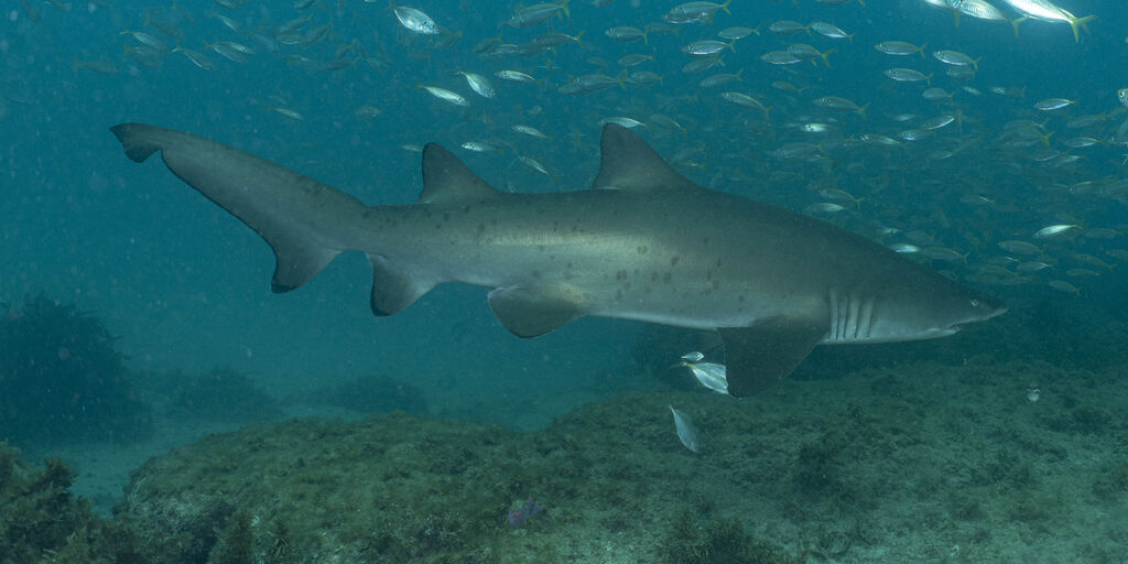 576b41e2-41dc-489d-8a64-5ecec65d719f