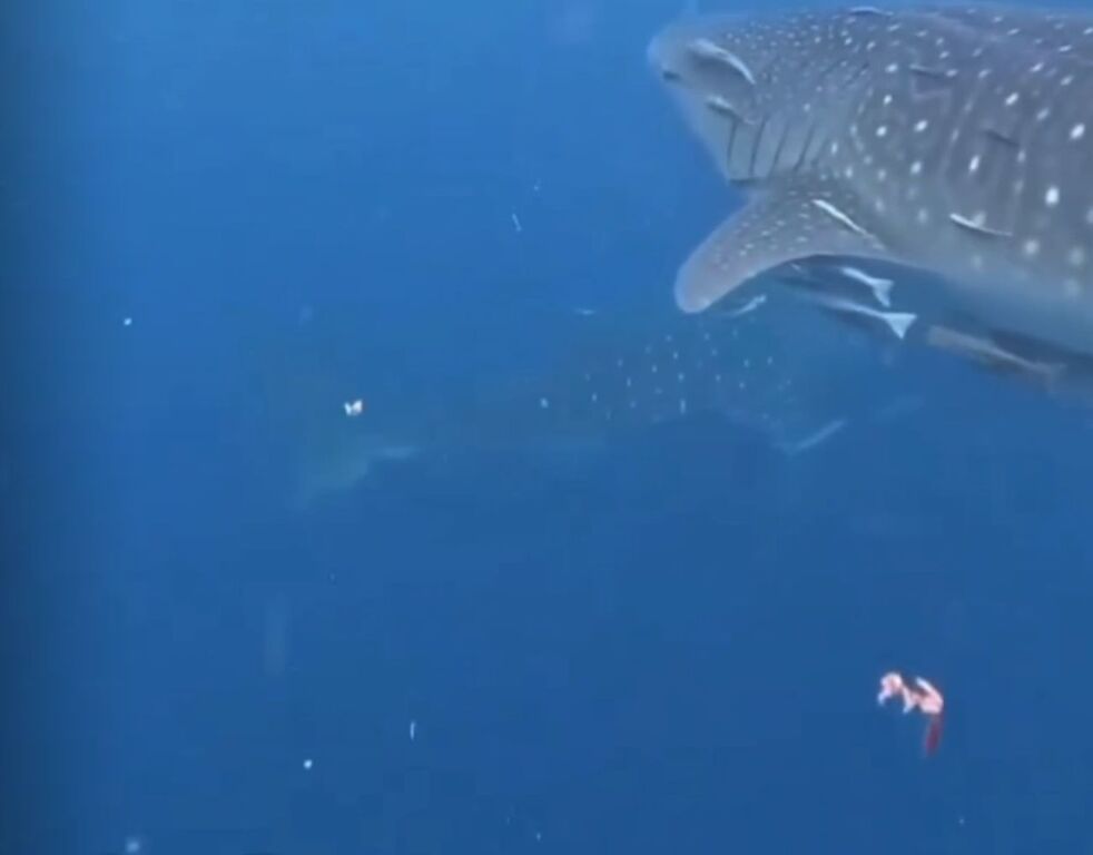 e1930ba1-defe-4570-99ae-4cb32ee84768