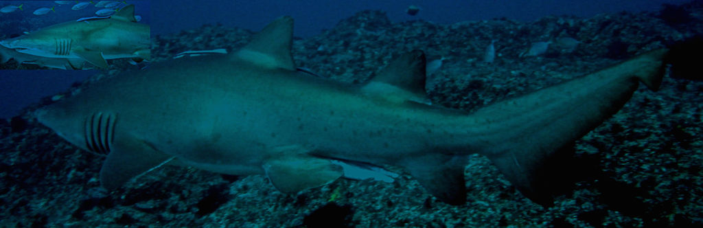 6f3eac81-0038-4ea4-aef3-be67f5a2b0bb