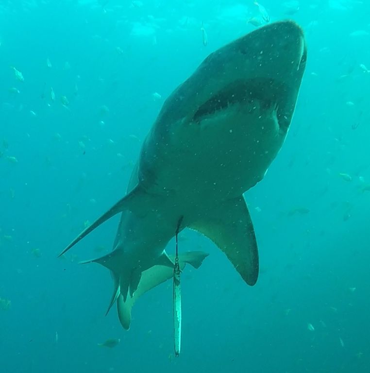 f2f5eea7-2616-4d91-837b-7d95ad046523