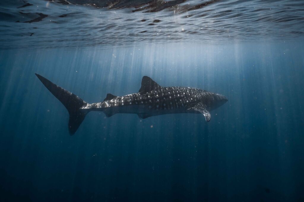 a015171e-cfc9-4600-bc01-64917f20843f